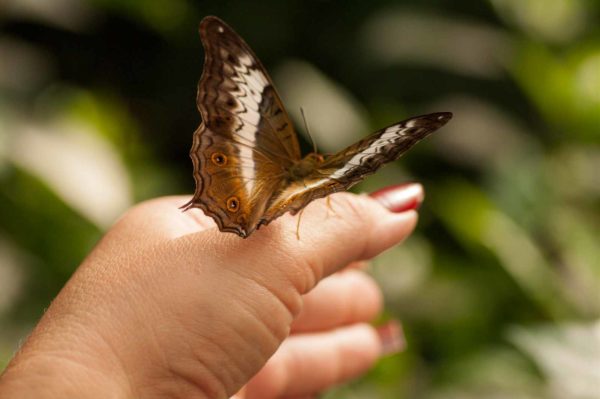 2018-09-17 - Garten der Schmetterlinge Bendorf-Sayn