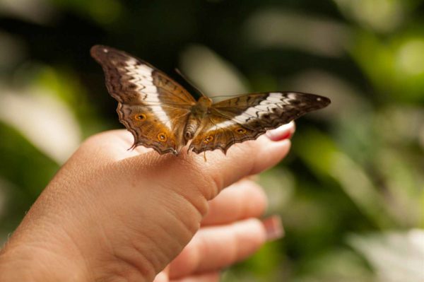 2018-09-17 - Garten der Schmetterlinge Bendorf-Sayn