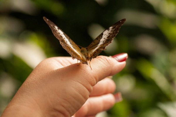 2018-09-17 - Garten der Schmetterlinge Bendorf-Sayn