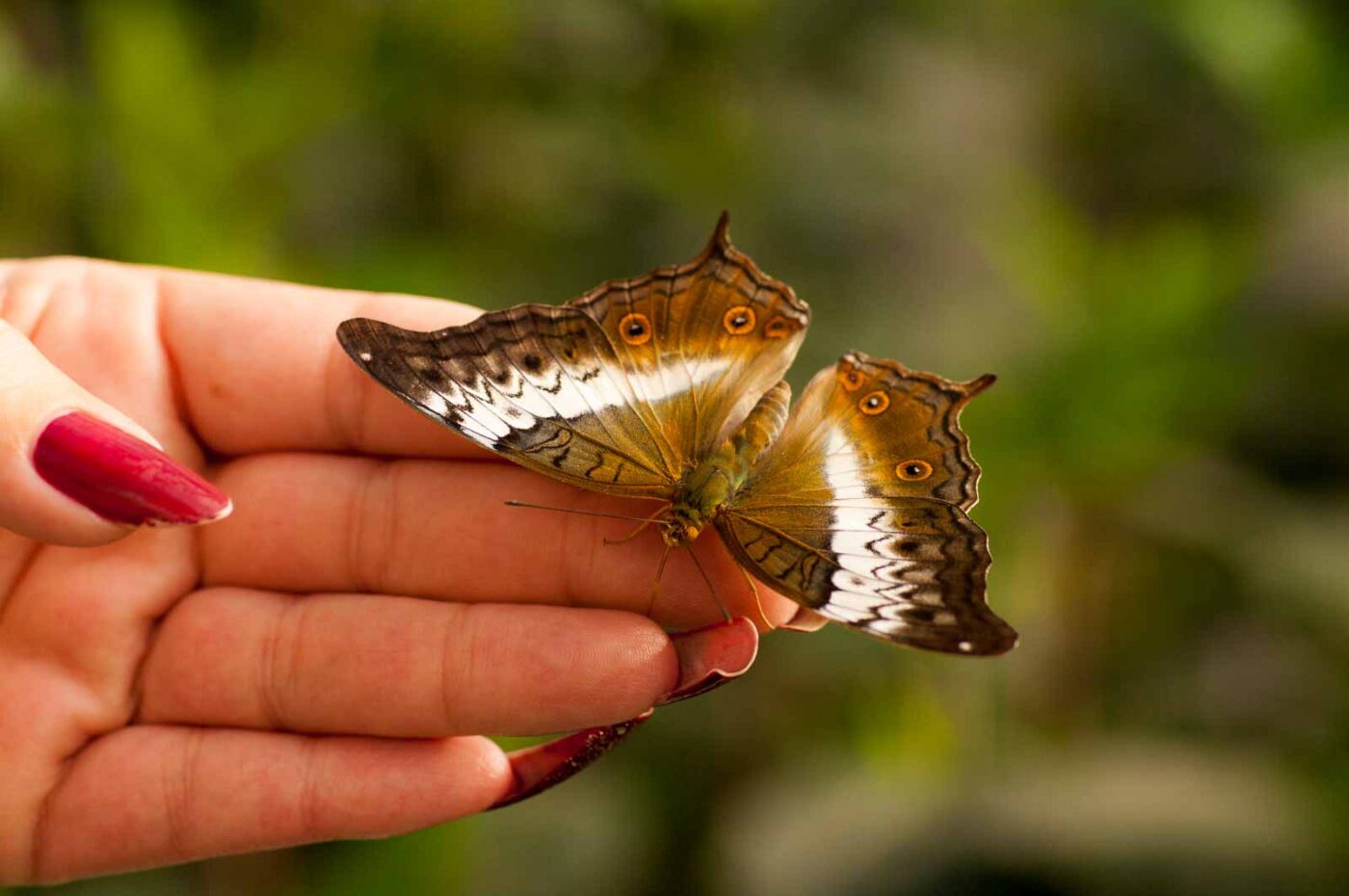 2018-09-17 - Garten der Schmetterlinge Bendorf-Sayn