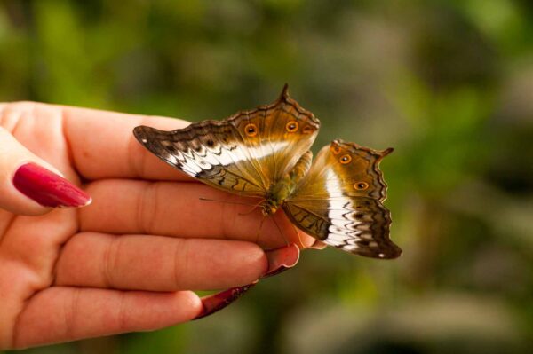 2018-09-17 - Garten der Schmetterlinge Bendorf-Sayn