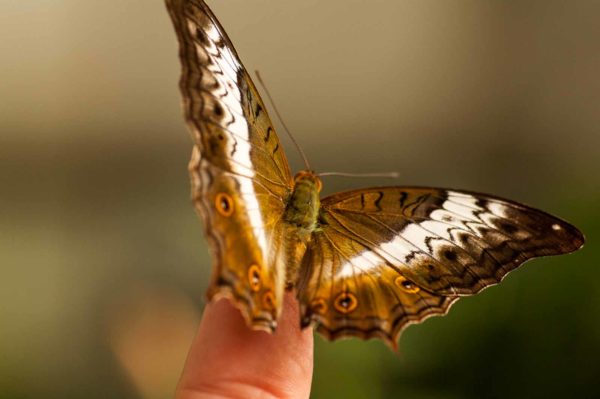 2018-09-17 - Garten der Schmetterlinge Bendorf-Sayn