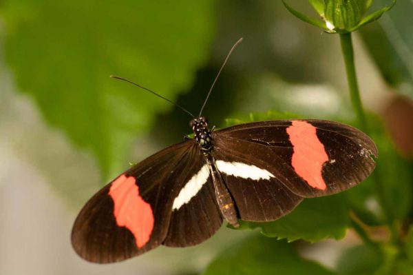 2018-09-17 - Garten der Schmetterlinge Bendorf-Sayn