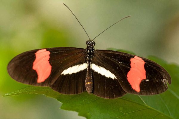2018-09-17 - Garten der Schmetterlinge Bendorf-Sayn