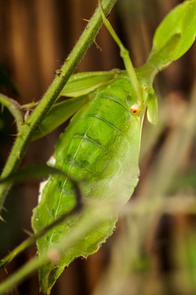 2018-09-17 - Garten der Schmetterlinge Bendorf-Sayn