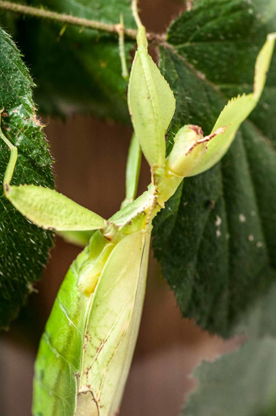 2018-09-17 - Garten der Schmetterlinge Bendorf-Sayn