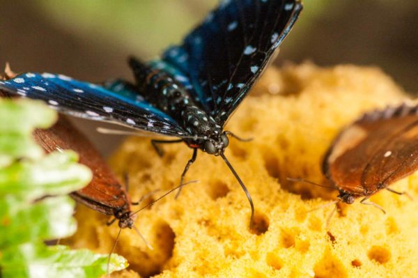 2018-09-17 - Garten der Schmetterlinge Bendorf-Sayn