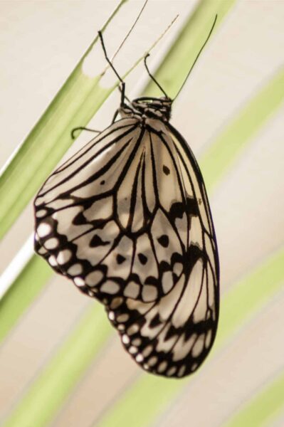 2018-09-17 - Garten der Schmetterlinge Bendorf-Sayn