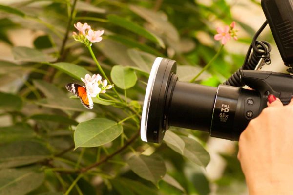 2018-09-17 - Garten der Schmetterlinge Bendorf-Sayn
