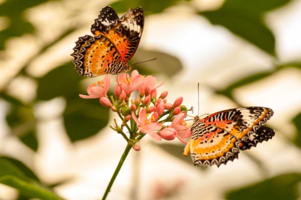 2018-09-17 - Garten der Schmetterlinge Bendorf-Sayn
