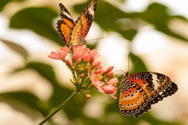 2018-09-17 - Garten der Schmetterlinge Bendorf-Sayn