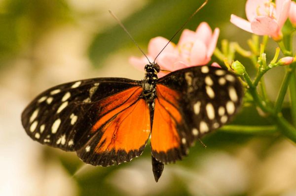 2018-09-17 - Garten der Schmetterlinge Bendorf-Sayn