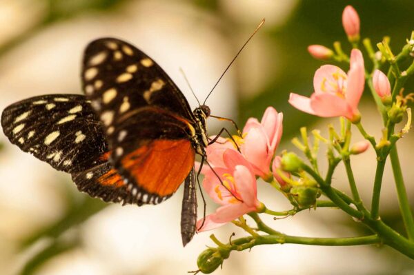 2018-09-17 - Garten der Schmetterlinge Bendorf-Sayn
