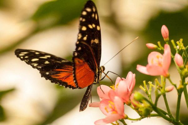 2018-09-17 - Garten der Schmetterlinge Bendorf-Sayn