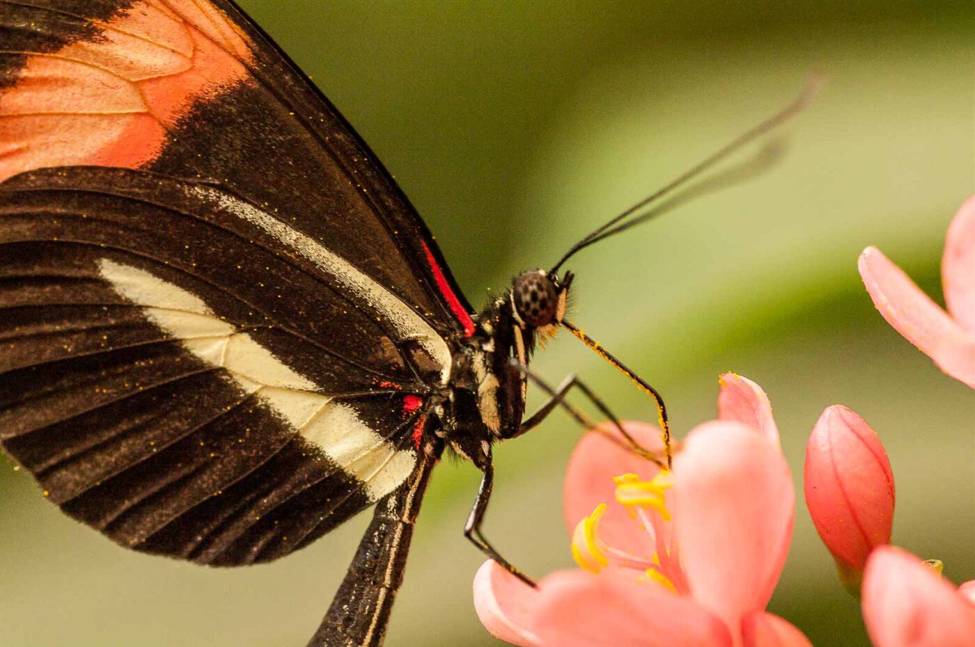 2018-09-17 - Garten der Schmetterlinge Bendorf-Sayn