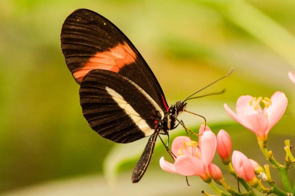 2018-09-17 - Garten der Schmetterlinge Bendorf-Sayn