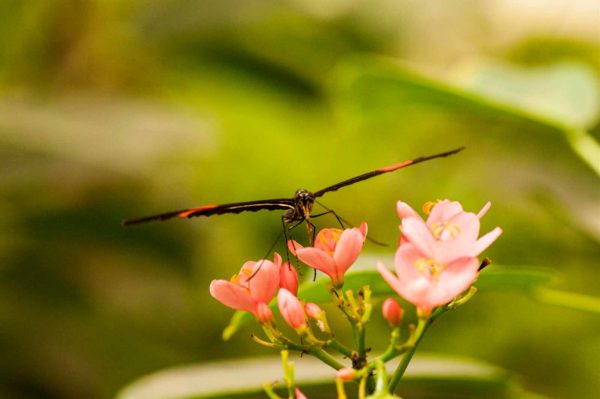 2018-09-17 - Garten der Schmetterlinge Bendorf-Sayn