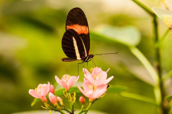 2018-09-17 - Garten der Schmetterlinge Bendorf-Sayn