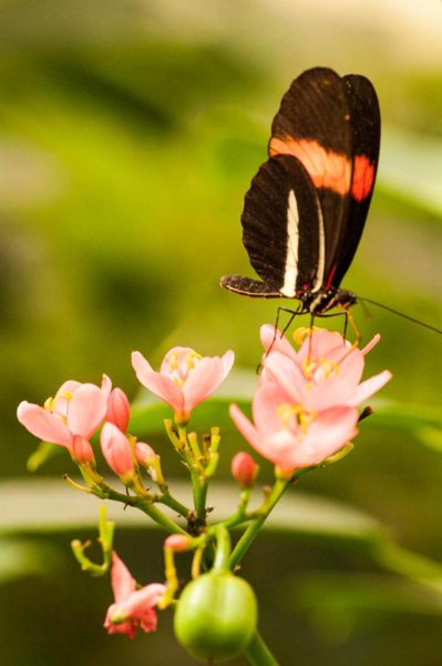 2018-09-17 - Garten der Schmetterlinge Bendorf-Sayn