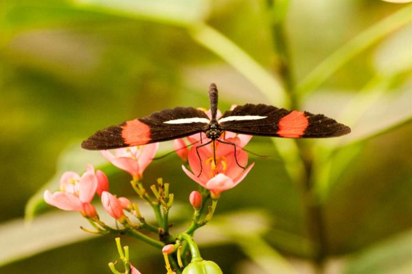 2018-09-17 - Garten der Schmetterlinge Bendorf-Sayn