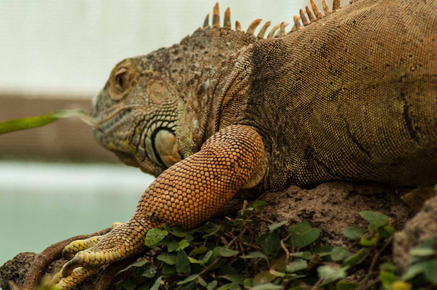2018-09-17 - Garten der Schmetterlinge Bendorf-Sayn