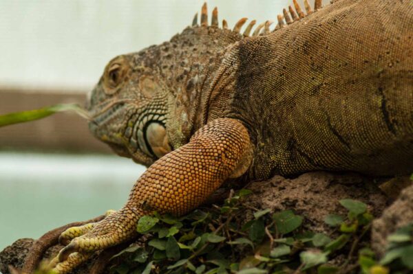 2018-09-17 - Garten der Schmetterlinge Bendorf-Sayn