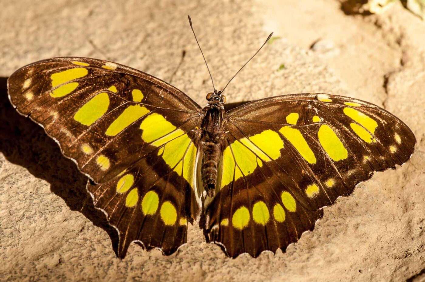 2018-09-17 - Garten der Schmetterlinge Bendorf-Sayn
