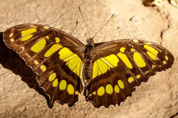 2018-09-17 - Garten der Schmetterlinge Bendorf-Sayn