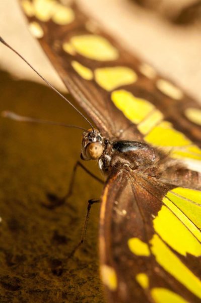 2018-09-17 - Garten der Schmetterlinge Bendorf-Sayn