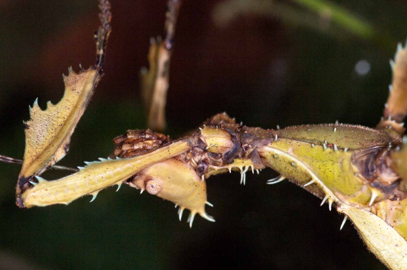 2018-09-17 - Garten der Schmetterlinge Bendorf-Sayn