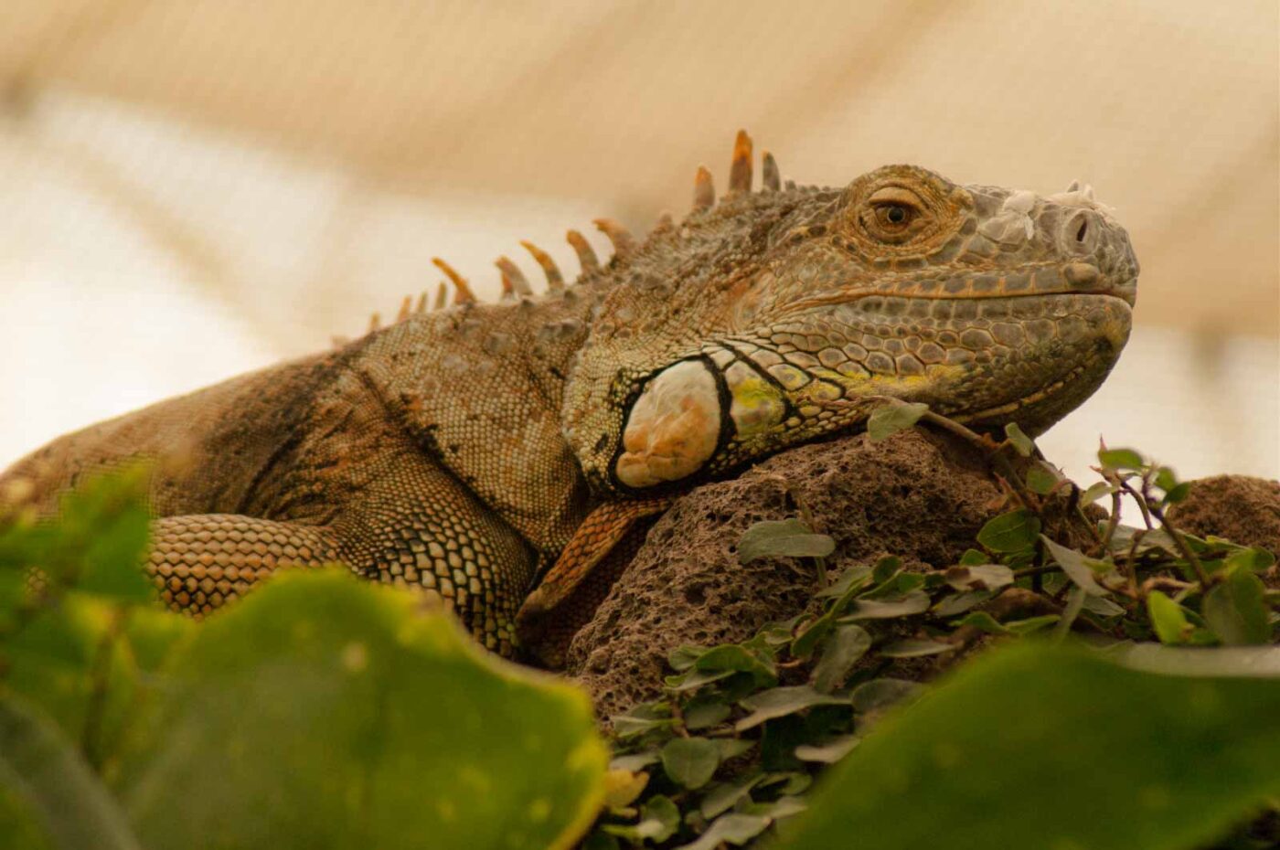 2018-09-17 - Garten der Schmetterlinge Bendorf-Sayn