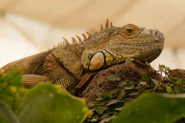 2018-09-17 - Garten der Schmetterlinge Bendorf-Sayn