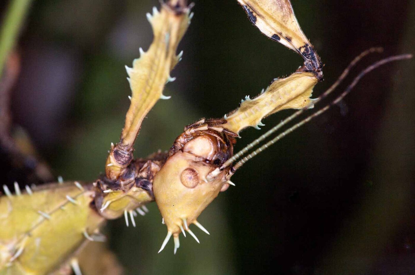 2018-09-17 - Garten der Schmetterlinge Bendorf-Sayn
