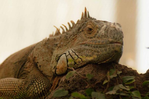 2018-09-17 - Garten der Schmetterlinge Bendorf-Sayn