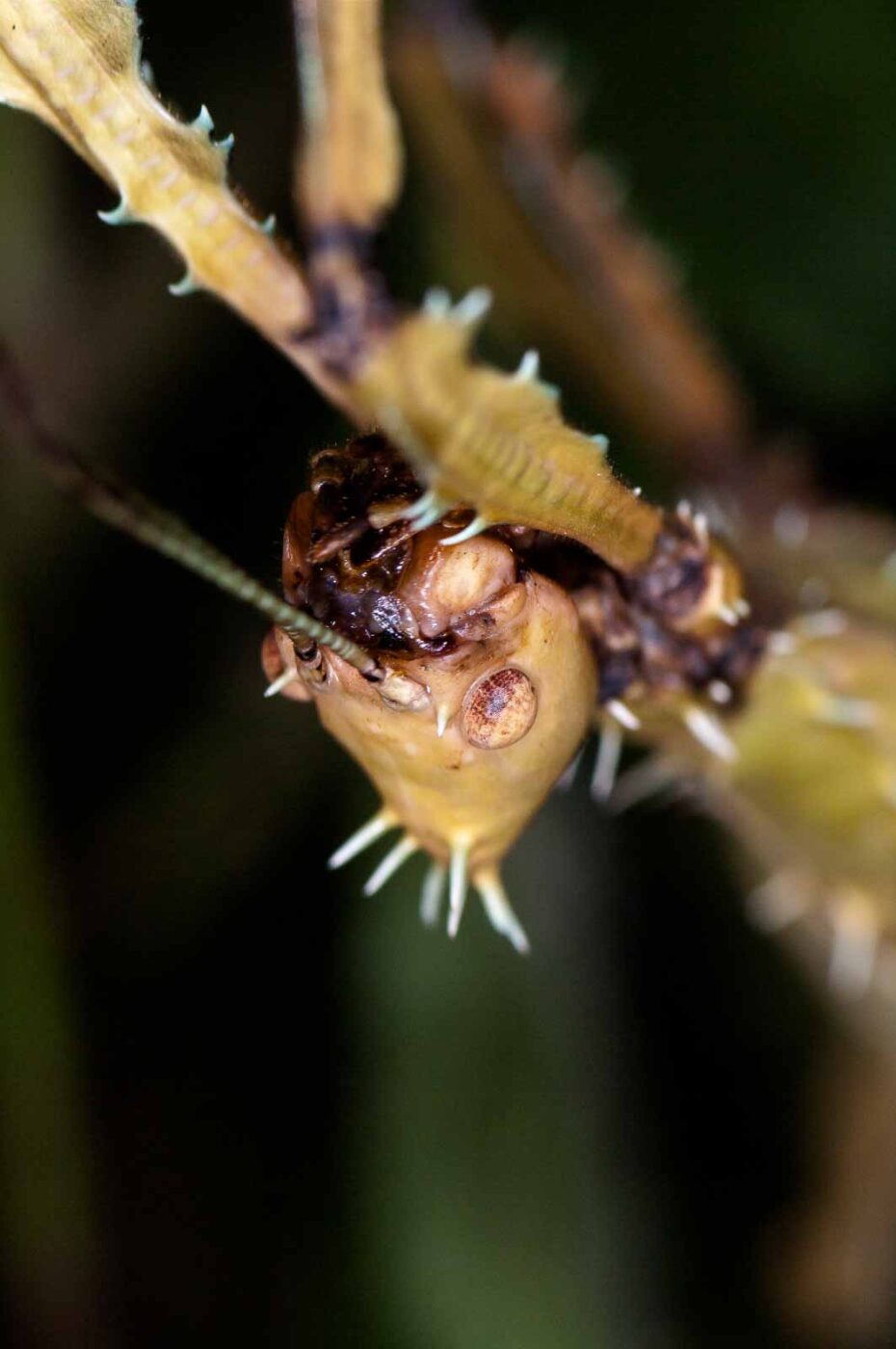 2018-09-17 - Garten der Schmetterlinge Bendorf-Sayn