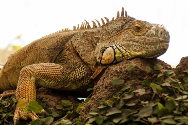2018-09-17 - Garten der Schmetterlinge Bendorf-Sayn