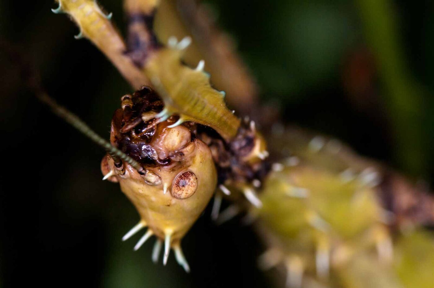 2018-09-17 - Garten der Schmetterlinge Bendorf-Sayn