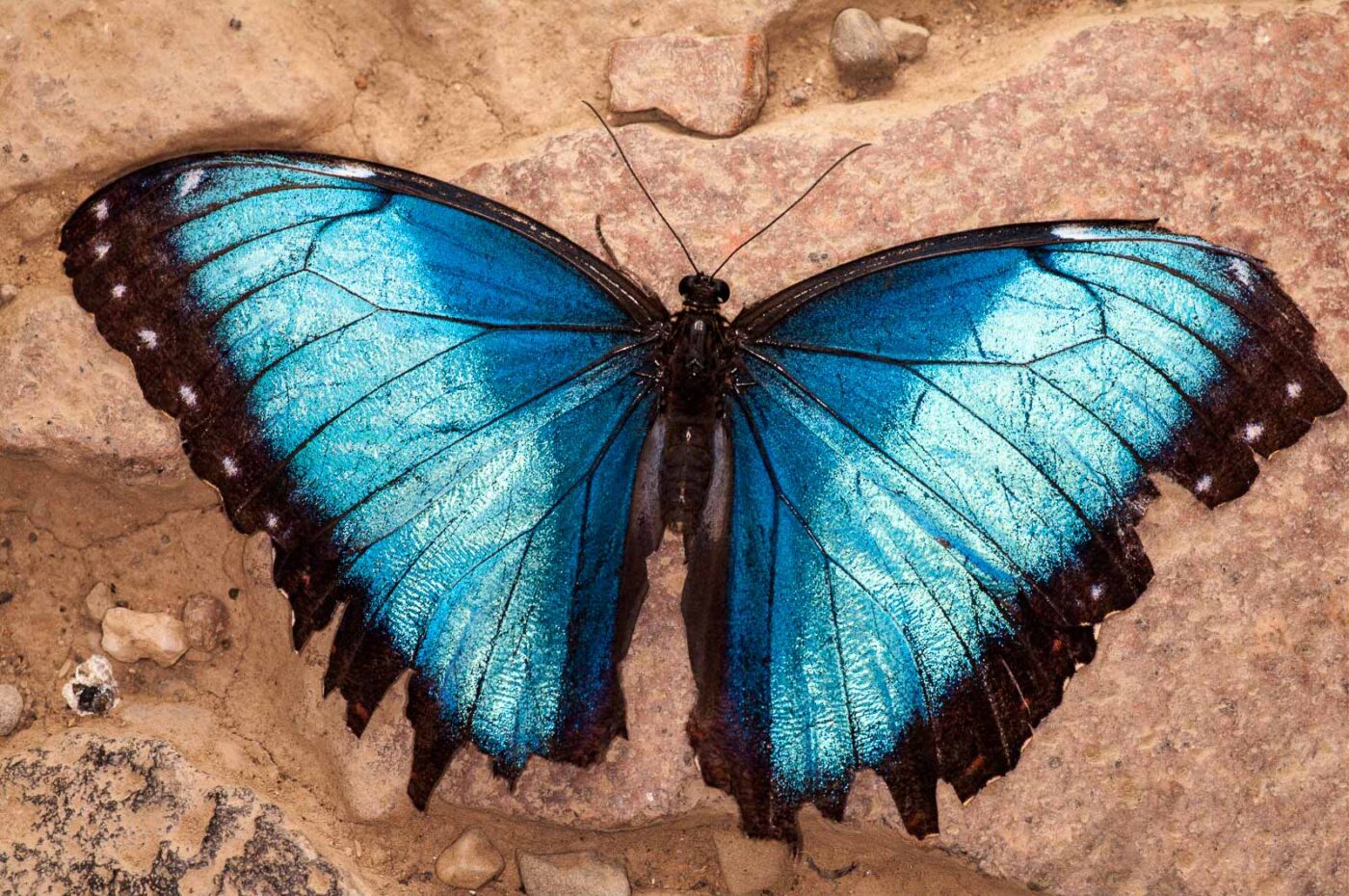 2018-09-17 - Garten der Schmetterlinge Bendorf-Sayn