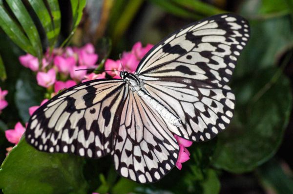 2018-09-17 - Garten der Schmetterlinge Bendorf-Sayn
