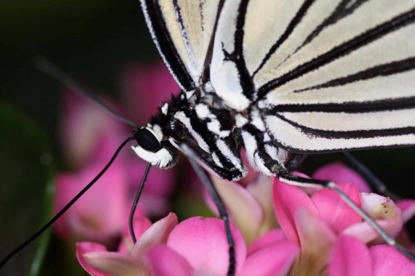2018-09-17 - Garten der Schmetterlinge Bendorf-Sayn