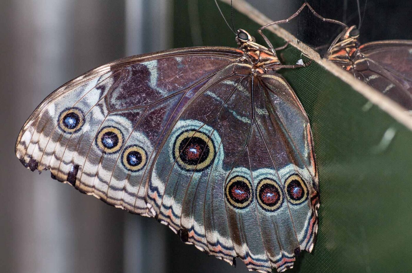 2018-09-17 - Garten der Schmetterlinge Bendorf-Sayn