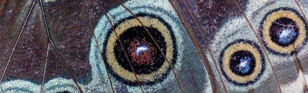 2018-09-17 - Garten der Schmetterlinge Bendorf-Sayn