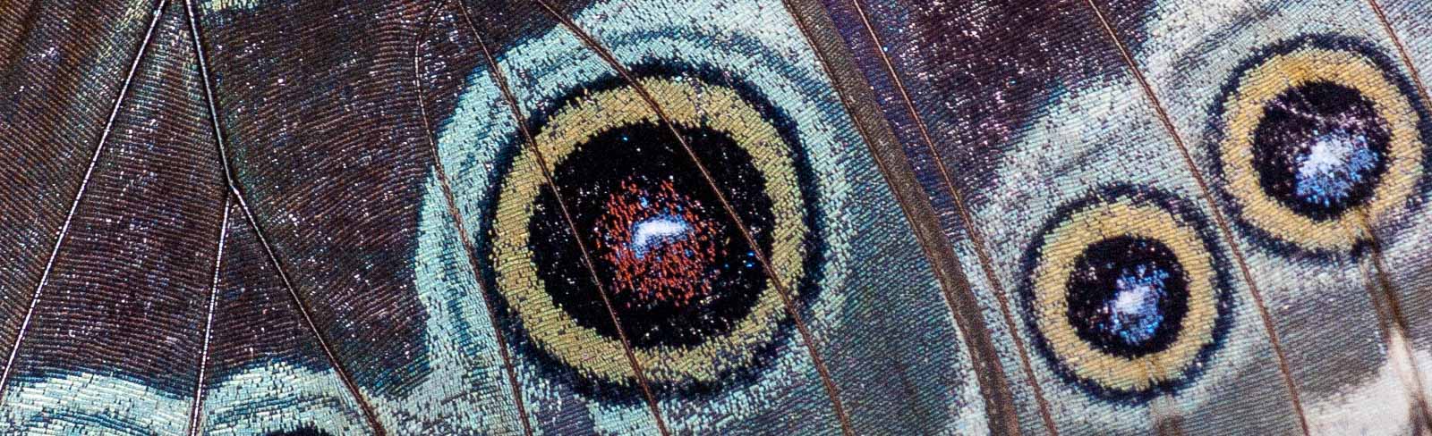 2018-09-17 - Garten der Schmetterlinge Bendorf-Sayn