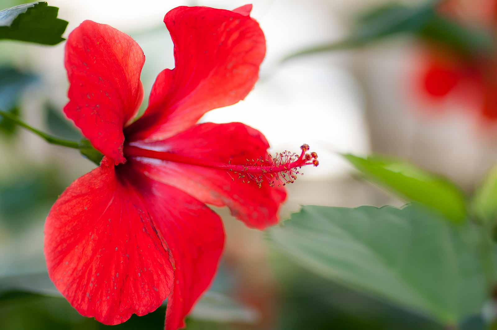 °hibiskus°