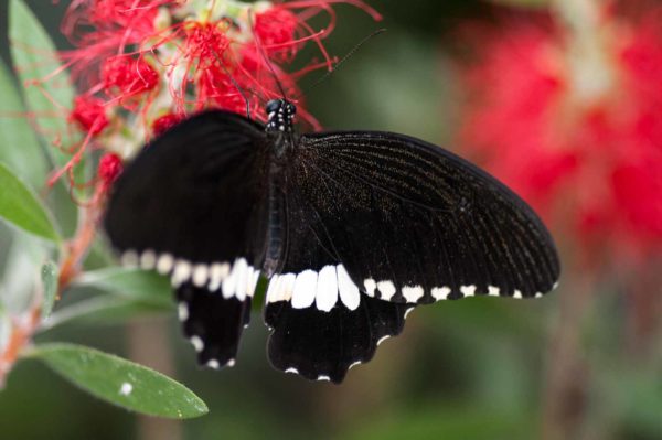 2018-09-17 - Garten der Schmetterlinge Bendorf-Sayn