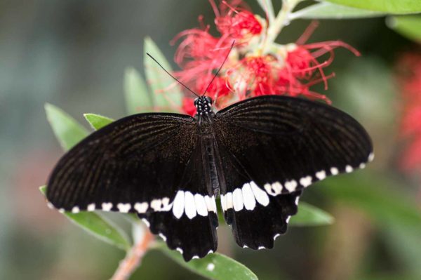 2018-09-17 - Garten der Schmetterlinge Bendorf-Sayn