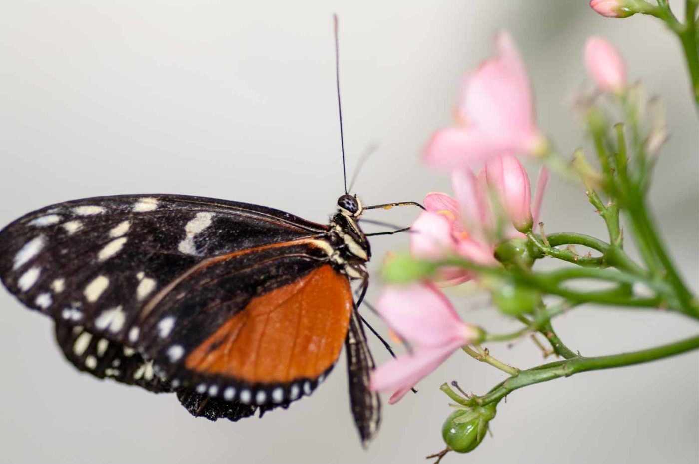 2018-09-17 - Garten der Schmetterlinge Bendorf-Sayn
