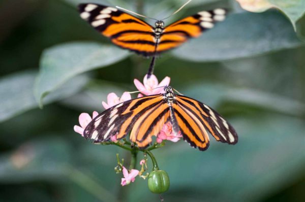 2018-09-17 - Garten der Schmetterlinge Bendorf-Sayn