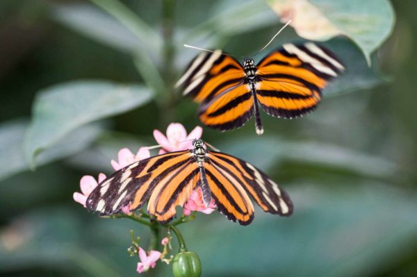 2018-09-17 - Garten der Schmetterlinge Bendorf-Sayn