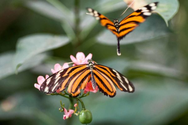 2018-09-17 - Garten der Schmetterlinge Bendorf-Sayn